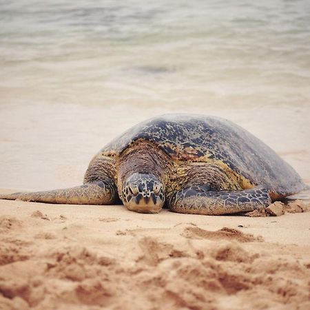 Breezy Beachfront Bali-Style Haven 180 Degree Oceanview Hau'ula Esterno foto