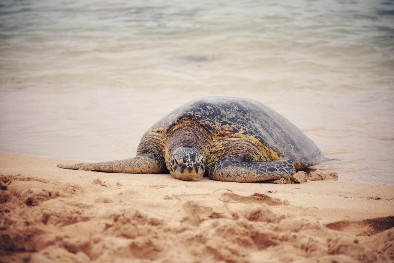 Breezy Beachfront Bali-Style Haven 180 Degree Oceanview Hau'ula Esterno foto